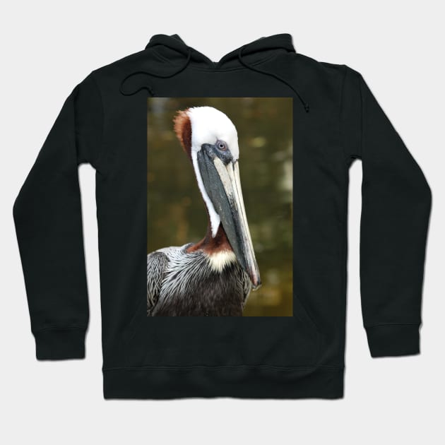 Pelican Hoodie by cbernstein